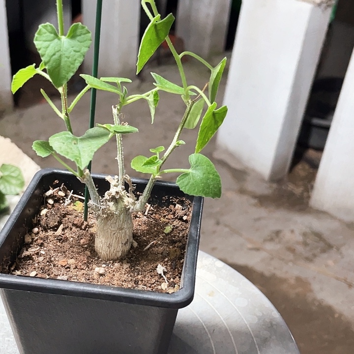 比纳丝6666666666666