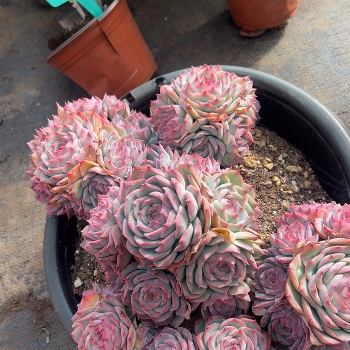 蓝***云云欣多肉植物侧隐