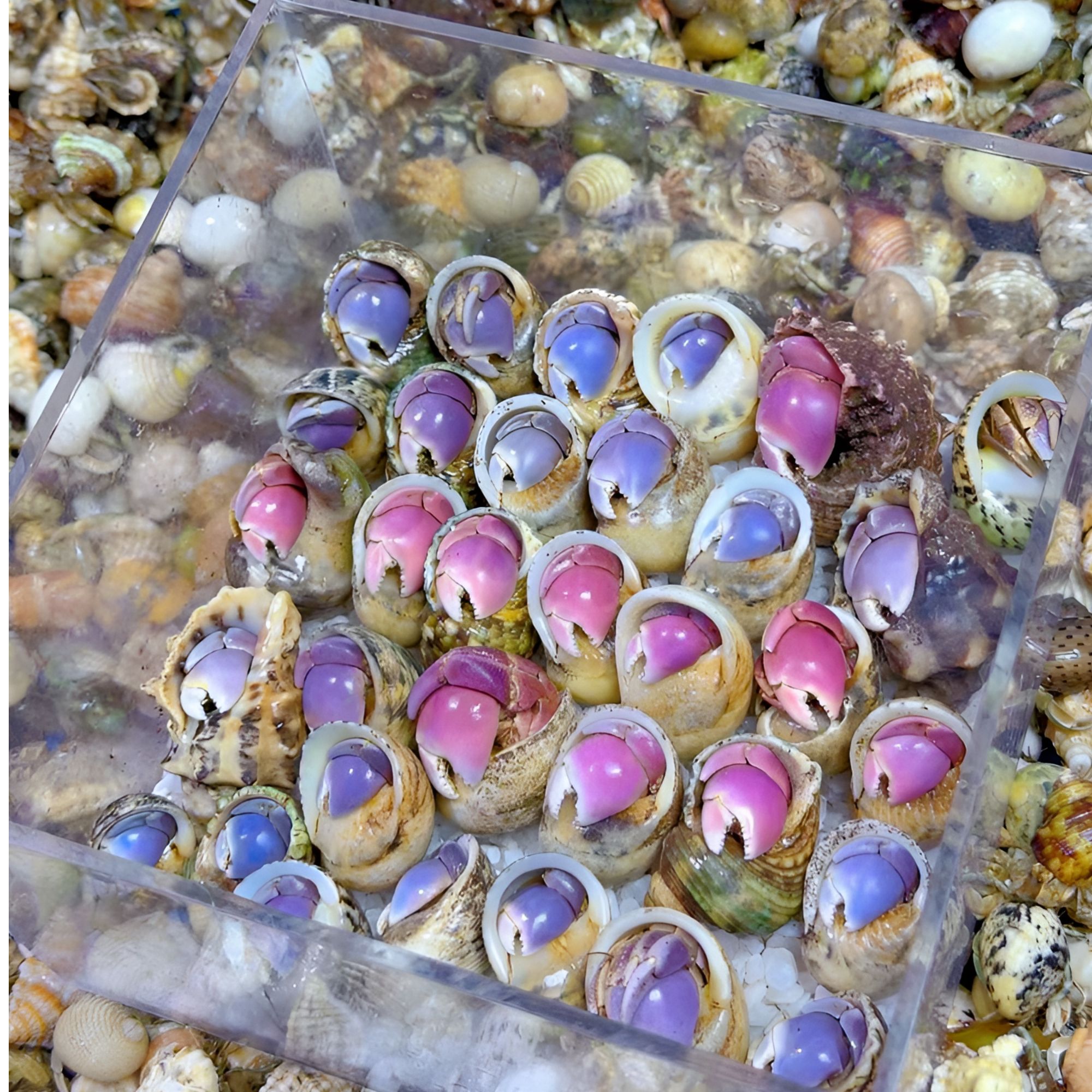 陆生寄居蟹活体宠物呆萌可爱适合摆摊观赏