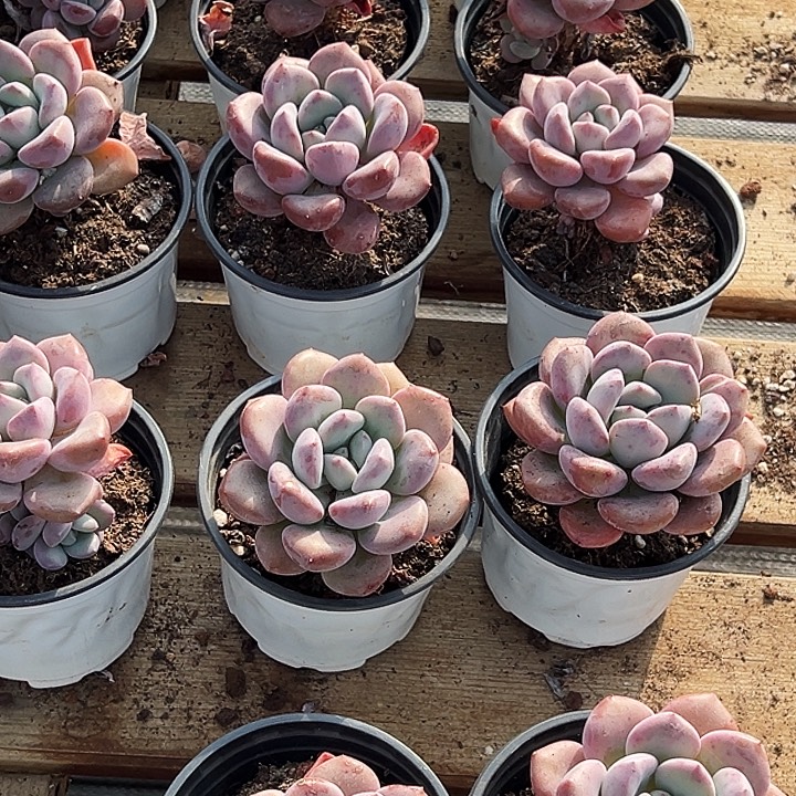       单头   老桩    白露