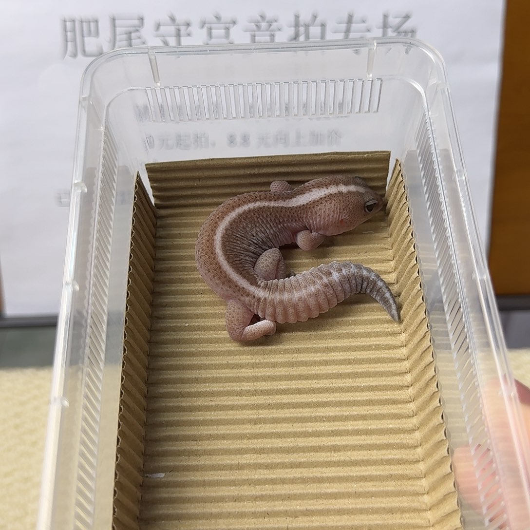 肥尾守宫奥利奥无纹直线 妹妹
