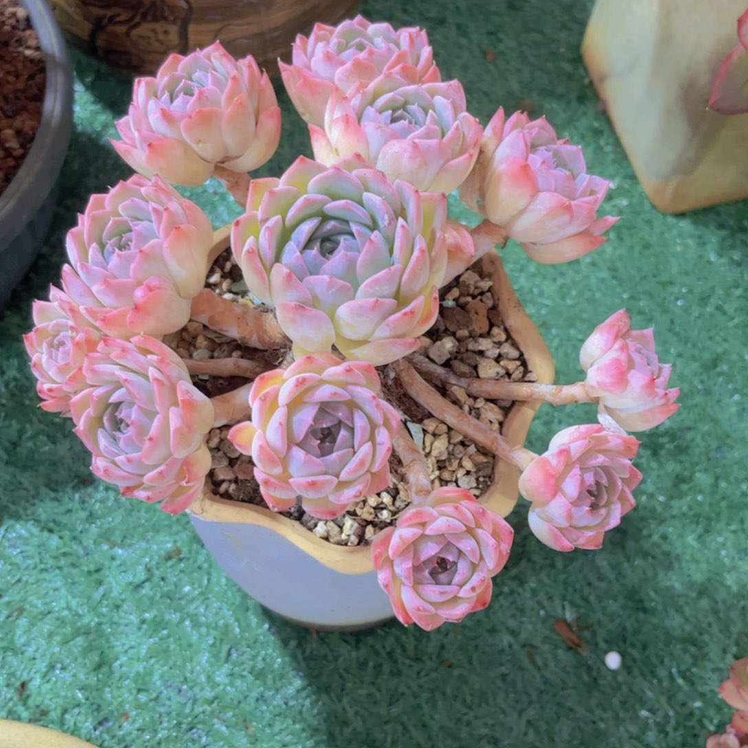 月影杂28216多肉植物