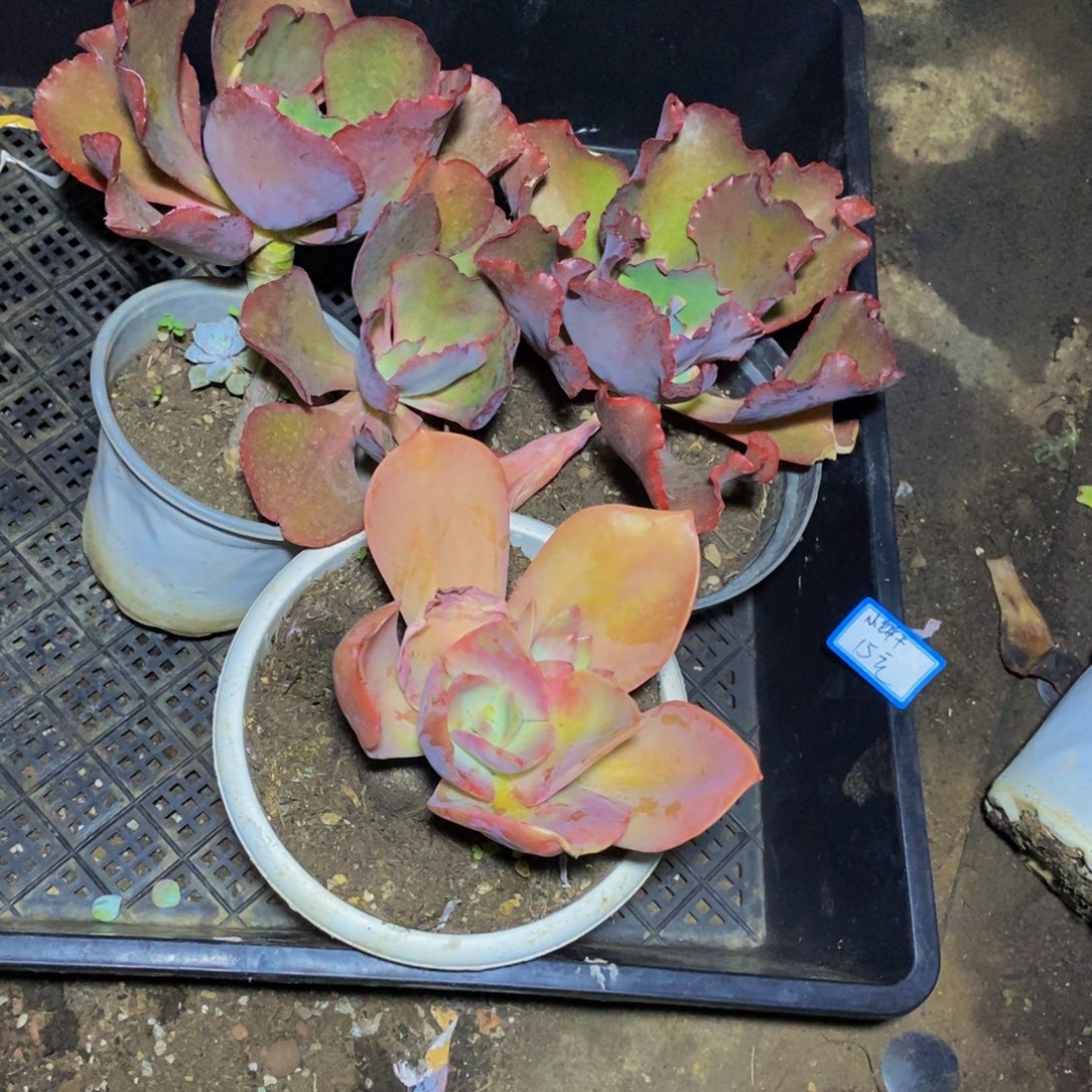 小***ε一物一拍一物一拍