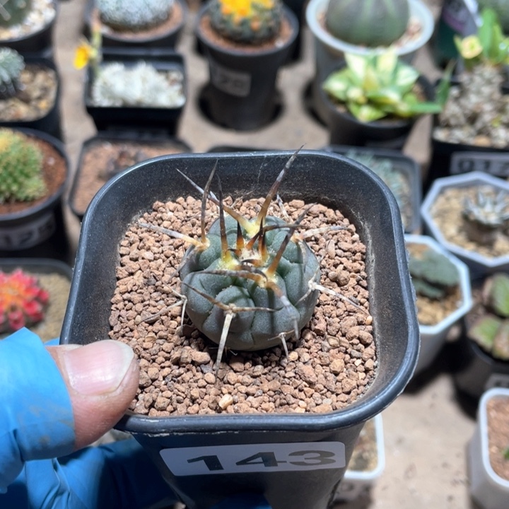 143实生光琳玉仙人球