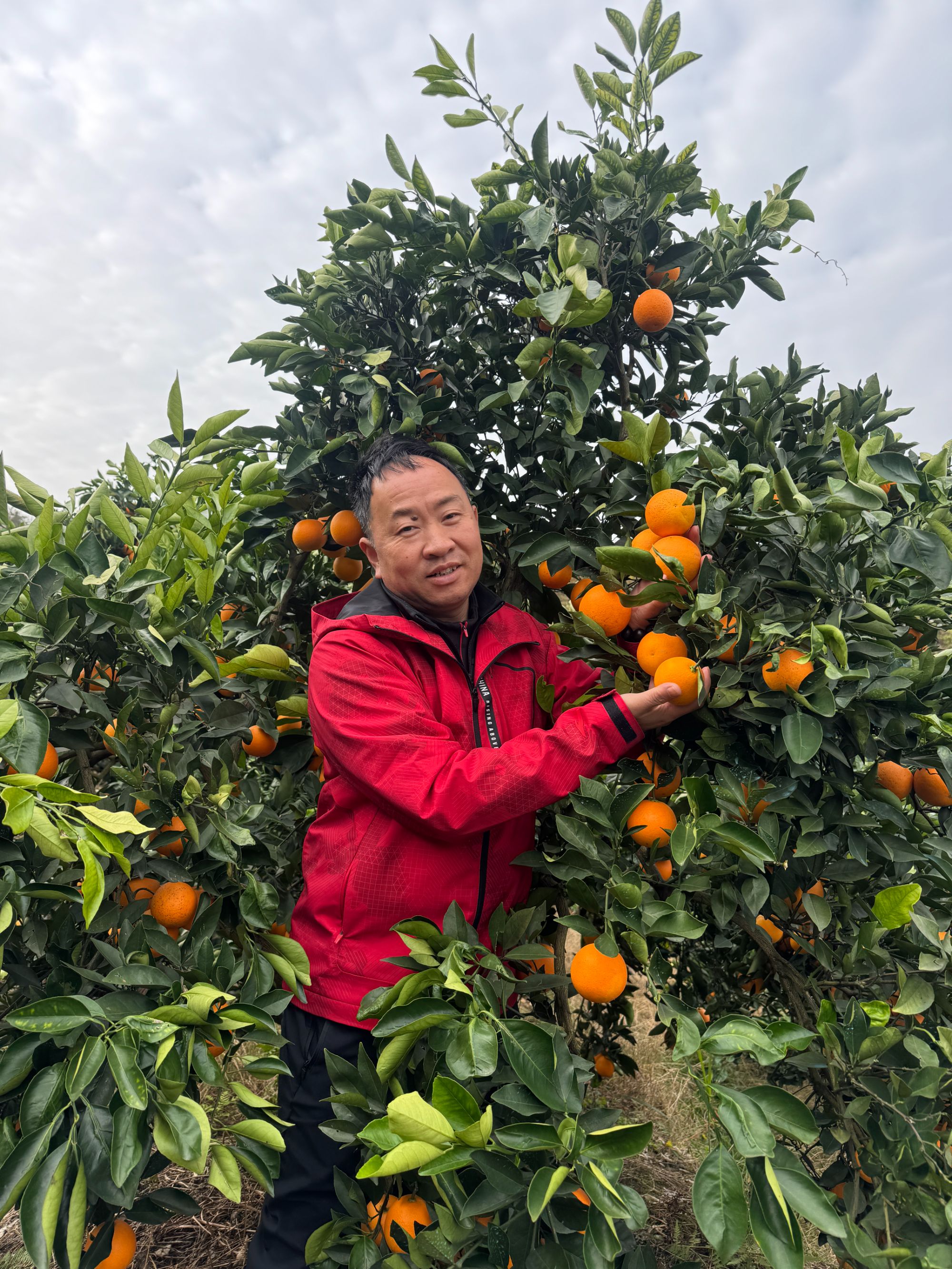 【冰糖橙子】湖南麻阳冰糖橙子当季新鲜水果