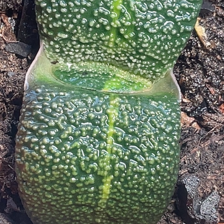 一物一拍竞拍福利拍