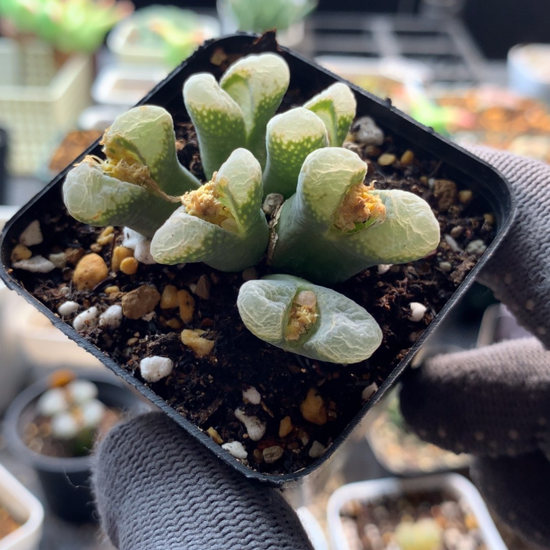 a463江南风铃母本