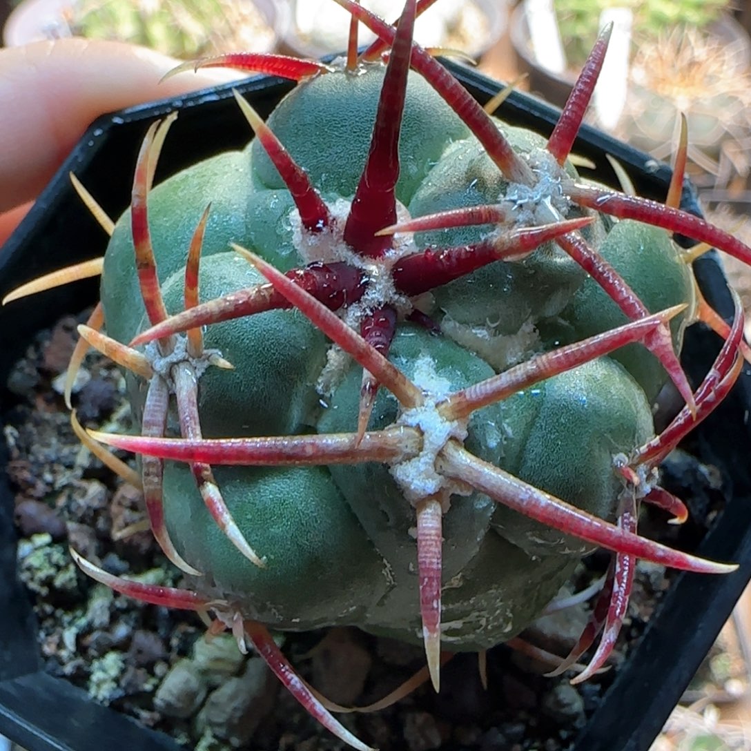 粗刺绯冠龙实生仙人球