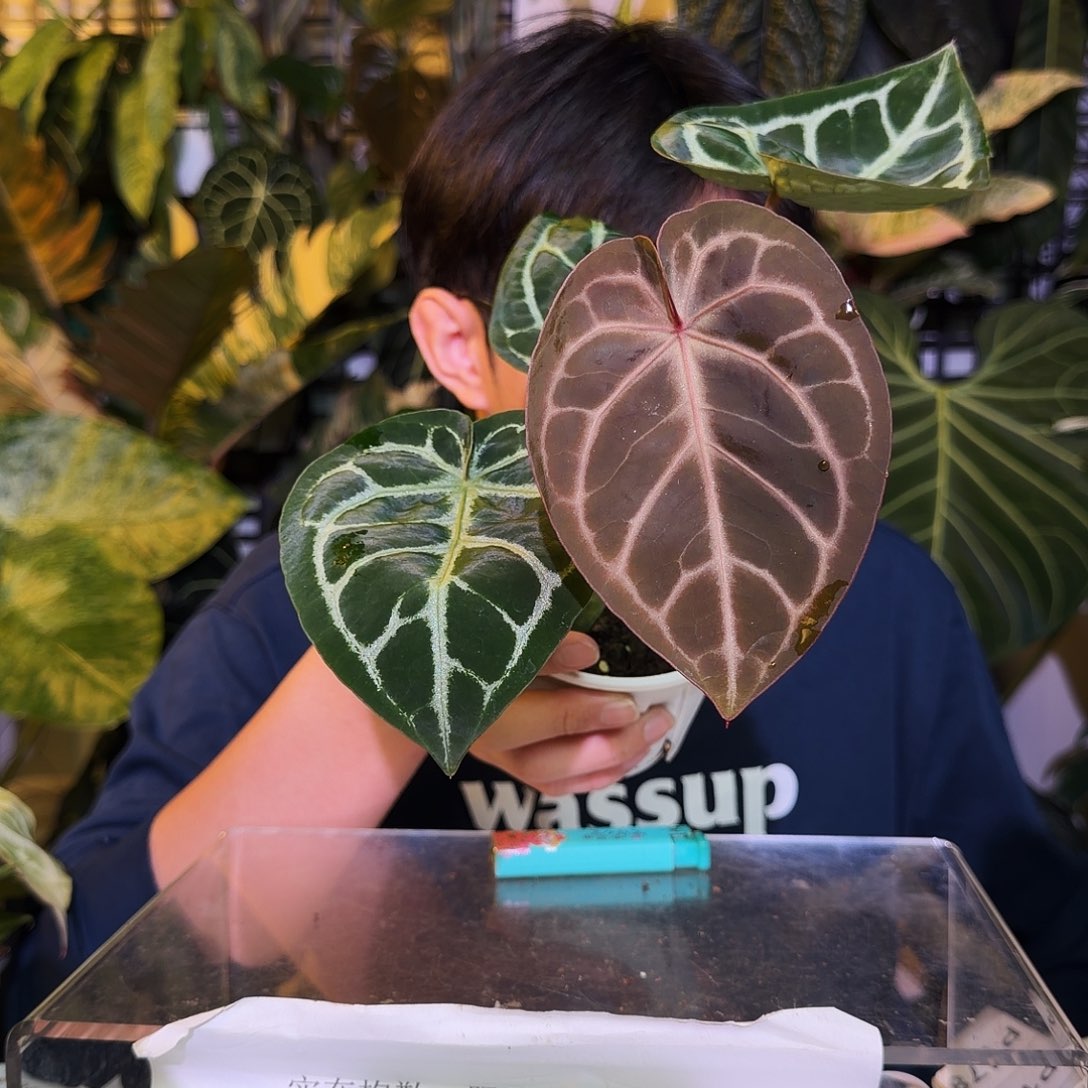 完全开放P177 红水晶杂铜锣烧