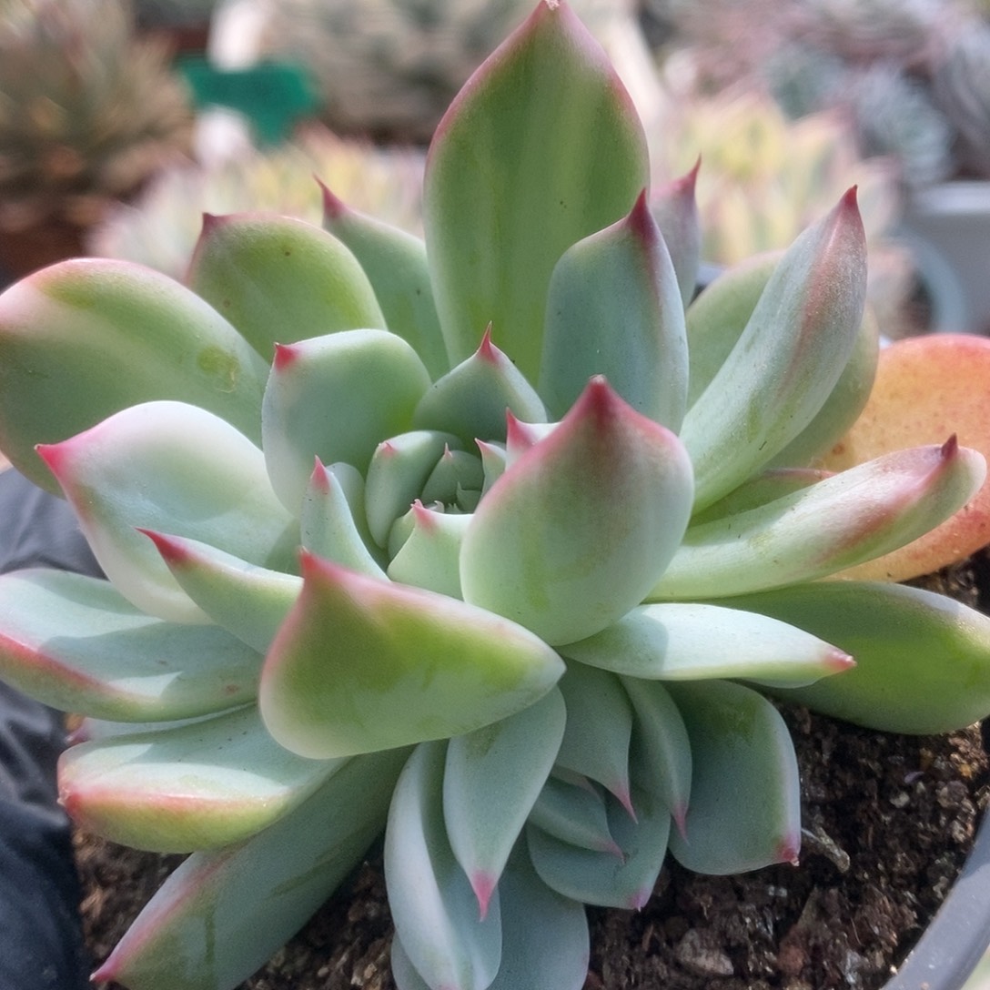 003锦锦锦锦锦锦锦锦