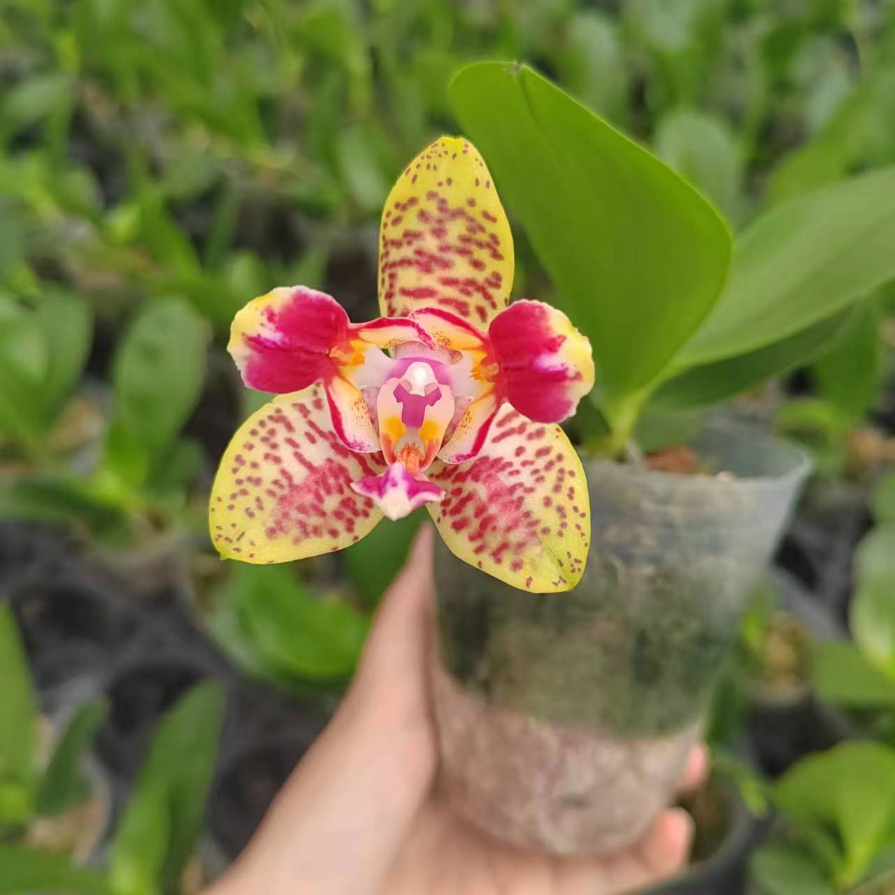 3寸 快乐童话-抽梗苗【少根 叶瑕 小概率返祖】 蝴蝶兰 原生趣味兰