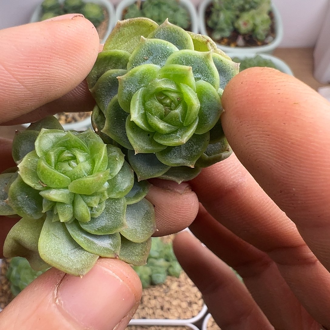 半****翡翠留心。        