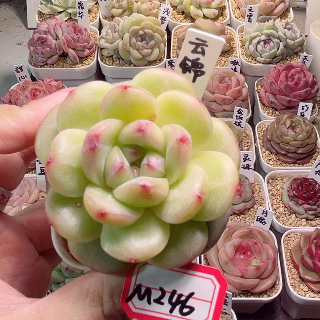 M246一物一拍 云锦 微微瑕