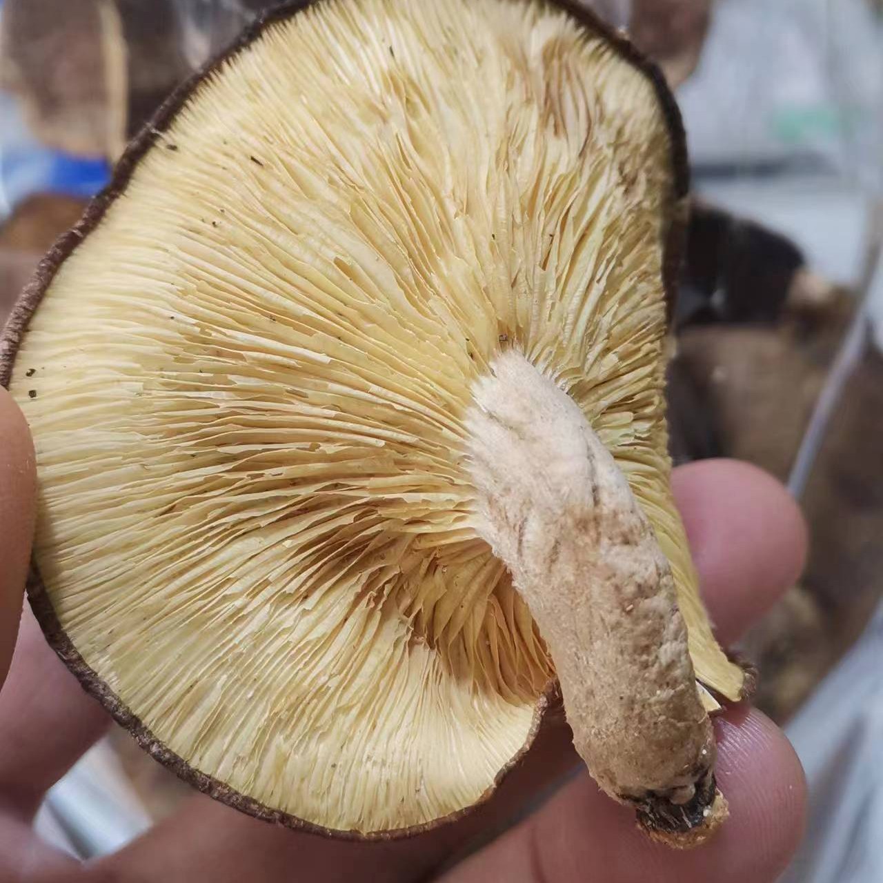 三明大山里的椴木香菇野生椴木菇菇蘑