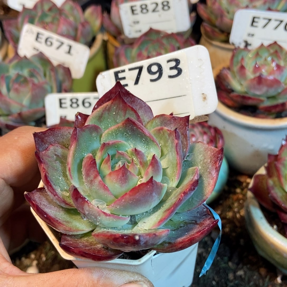 惊鸿一瞥793号楼