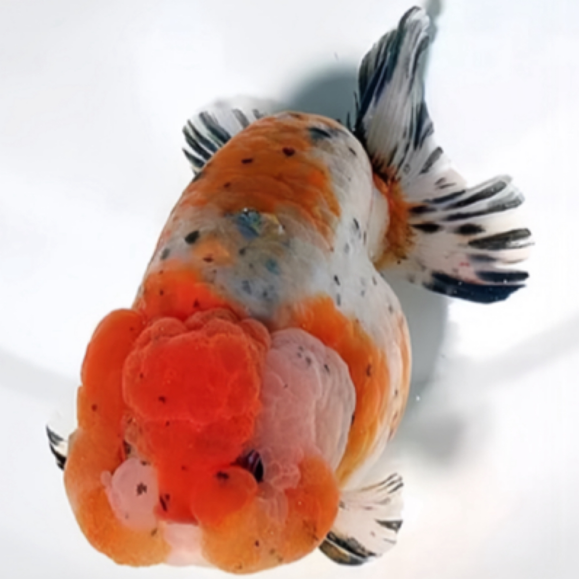 5条8-10厘米国粹金鱼（元宝/鎏金/玛丽/猫狮/泰狮等）花色搭配发货