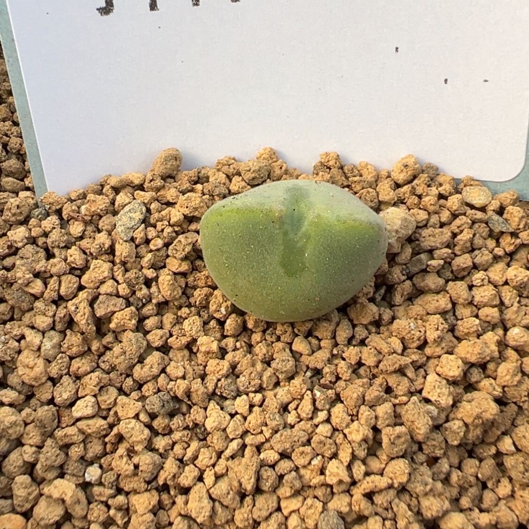 7-152肉锥多肉植物