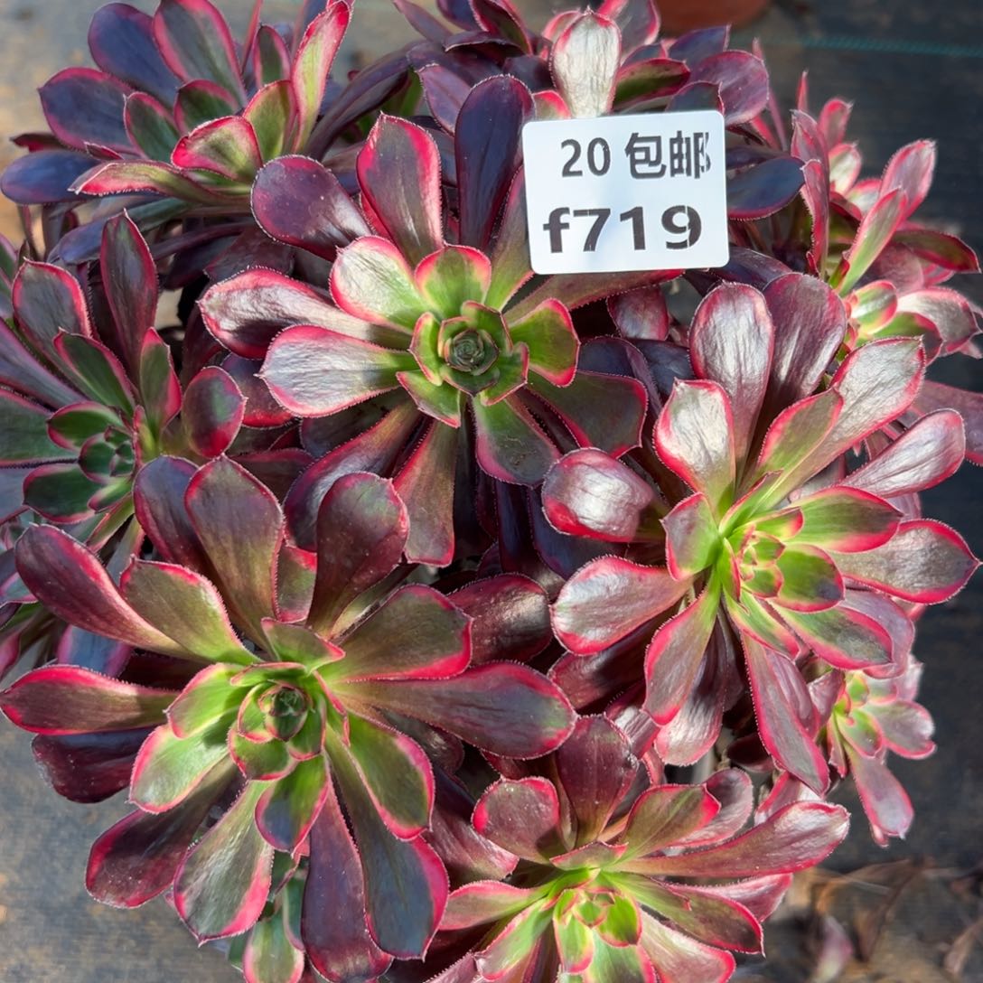 719酷奇，满20包邮嘟叮熊