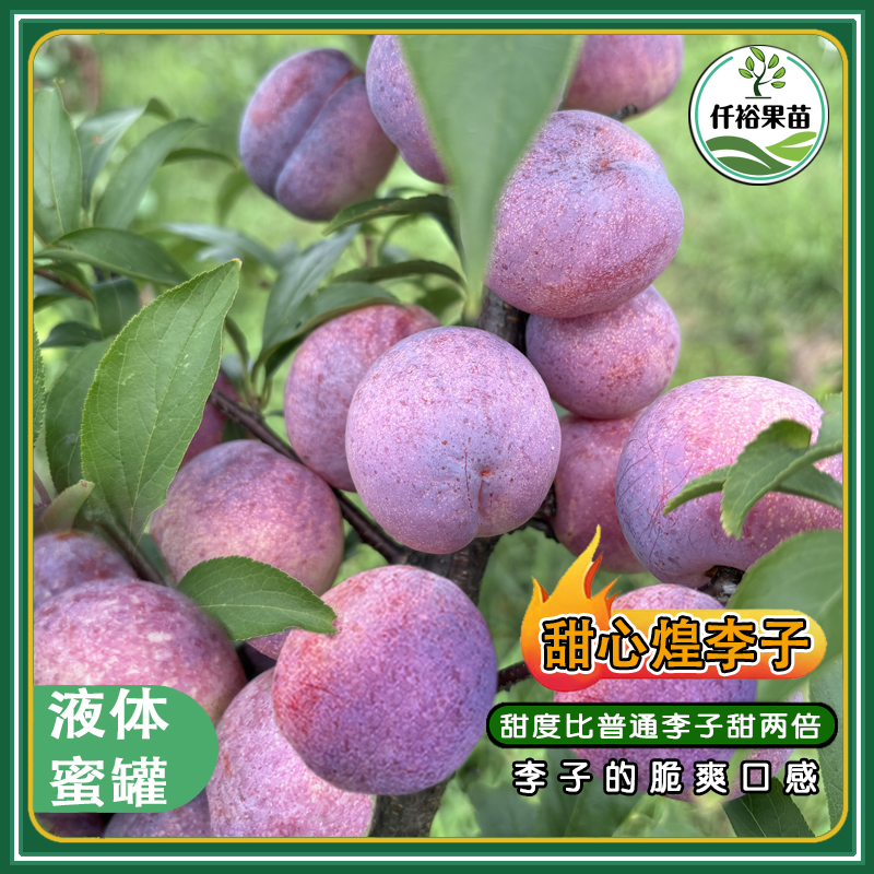 甜心煌李子苗晚熟新品种浓甜肉质脆嫩爽口果型大南北方好种植树苗