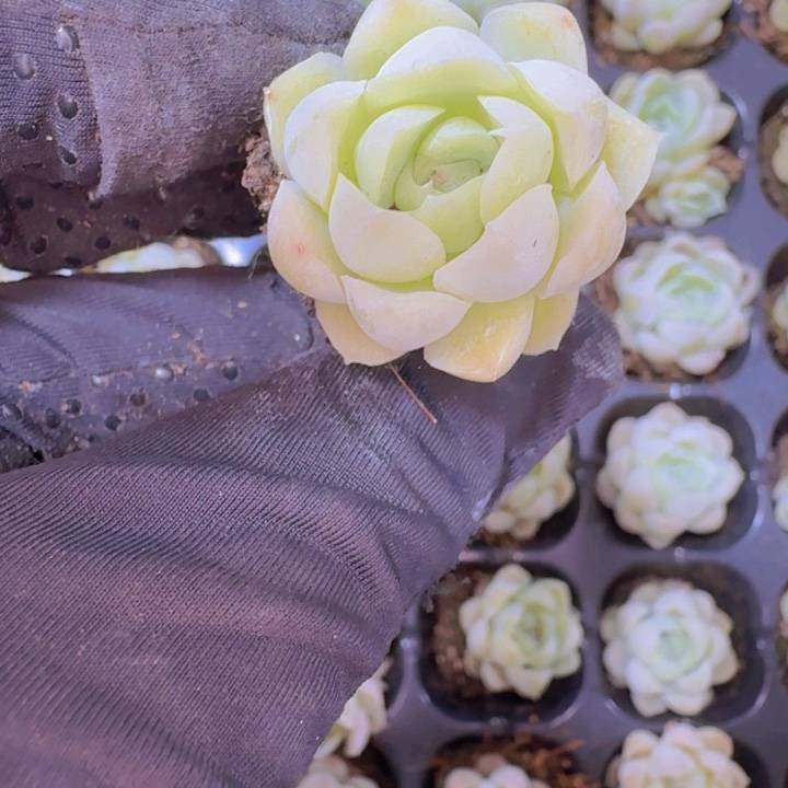 精品白月影两颗一组