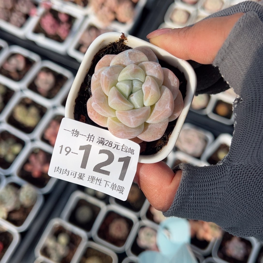 冰玉，多肉多肉多肉多肉