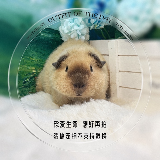 卡重点美泰弟弟 荷兰猪 豚鼠 包邮包风险