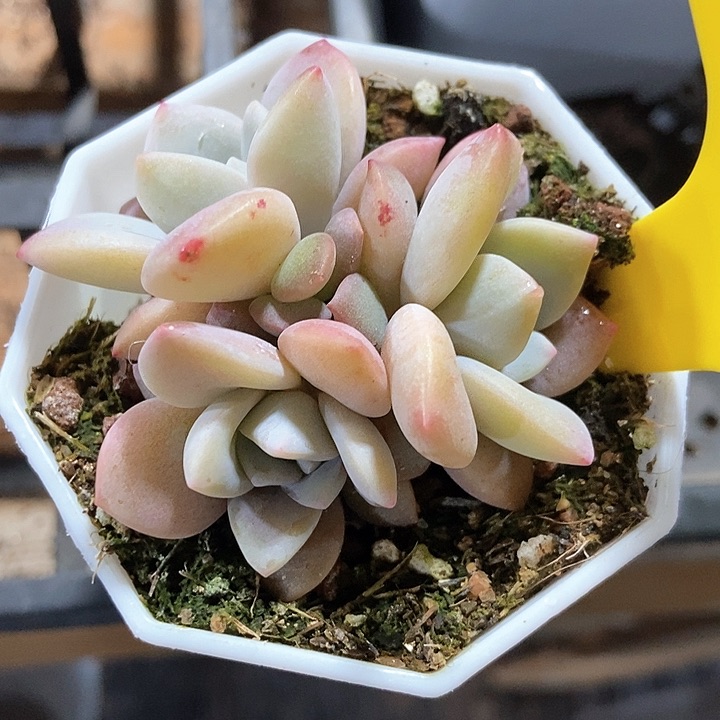 多肉植物红茶633