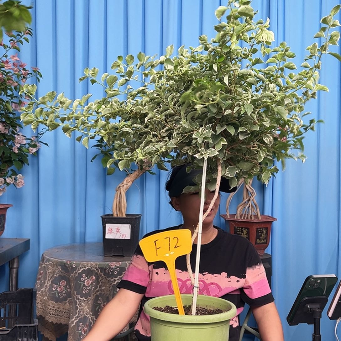 A***人大部分开放少量花苞F72少女心