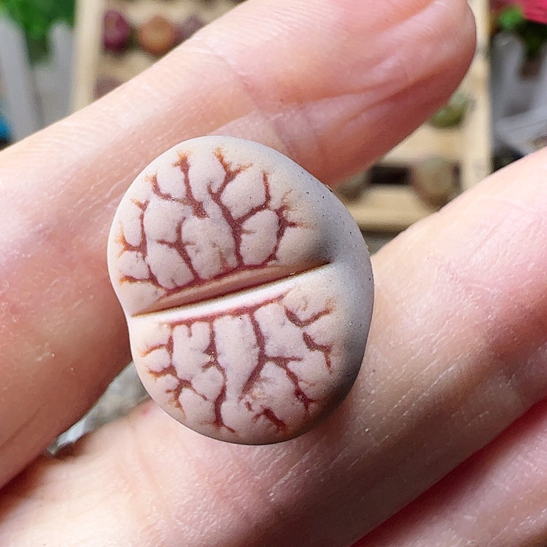 荒玉一颗…………………………………