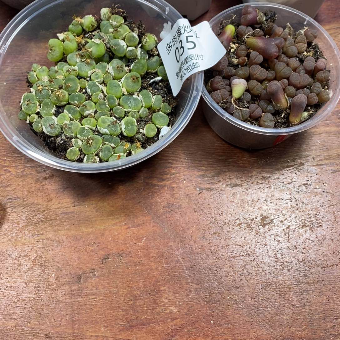 多肉蛋炒饭感谢您相伴035