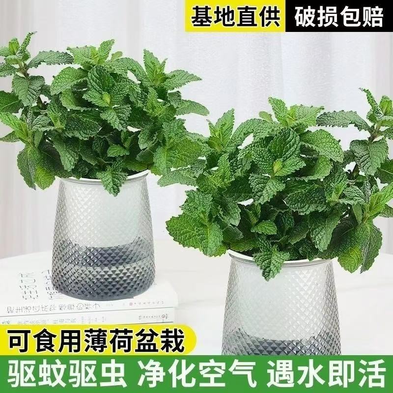 薄荷盆栽泡茶四季常青留兰香室内驱蚊植物