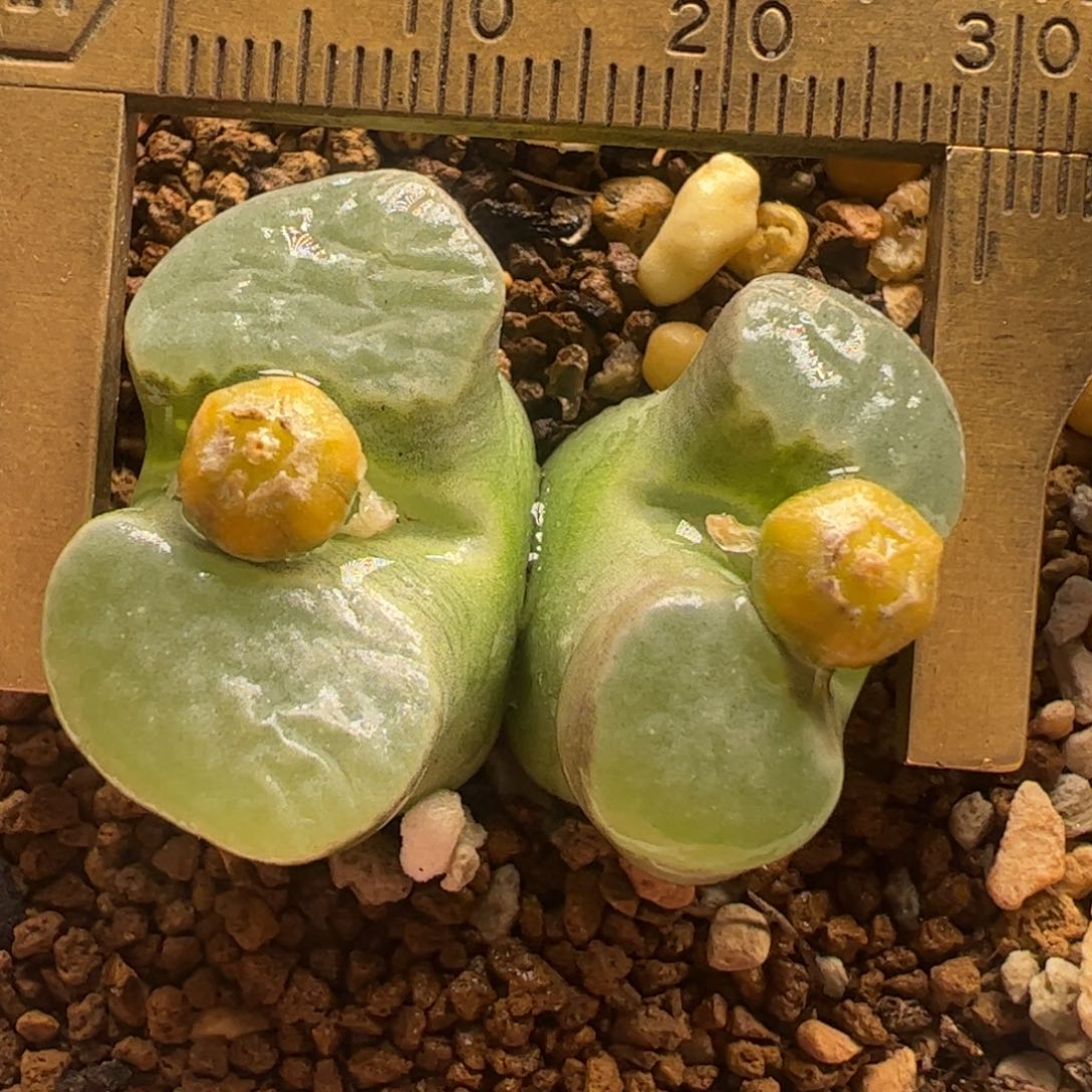 磁铁母本多肉植物百科4