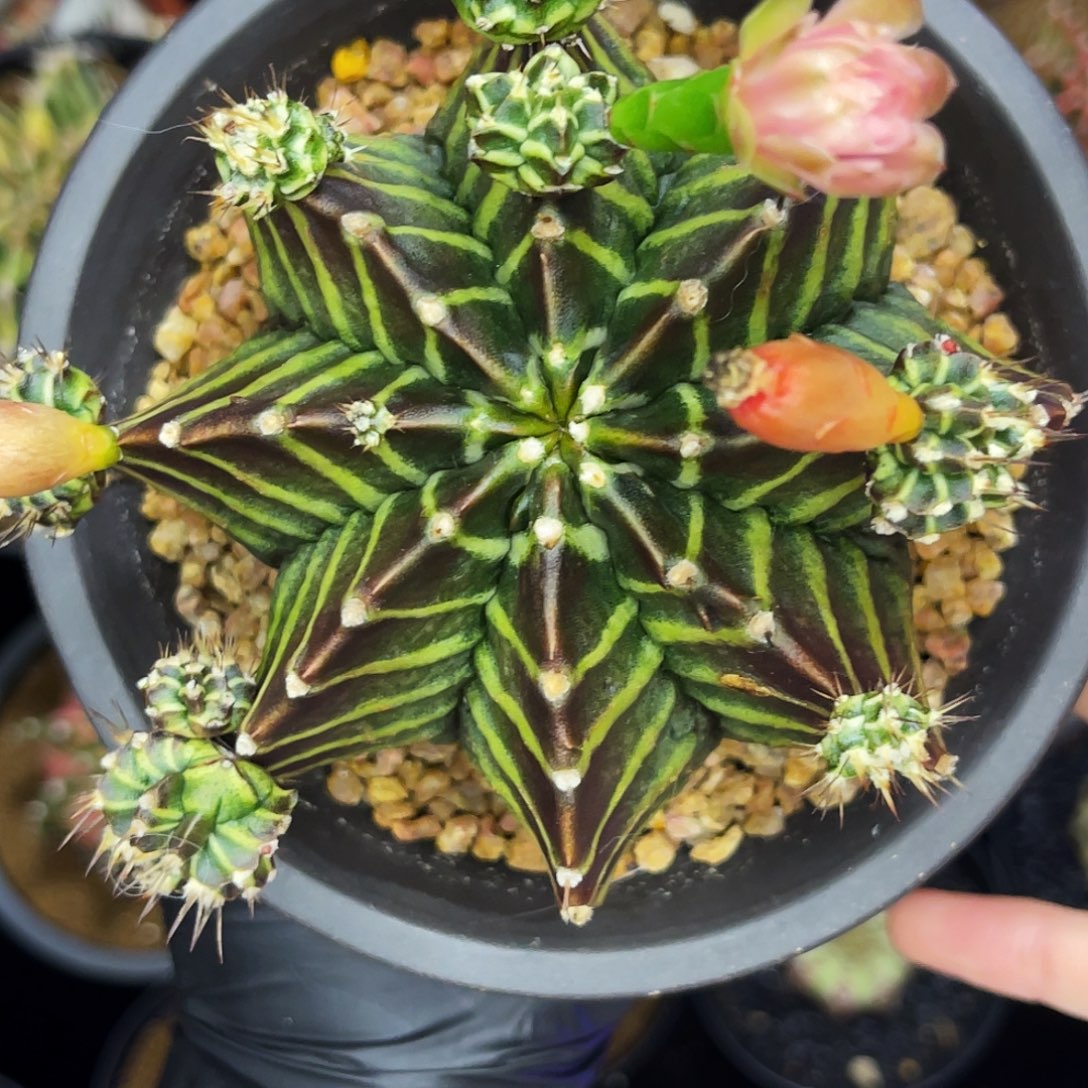 黑骑士 一物一拍。 