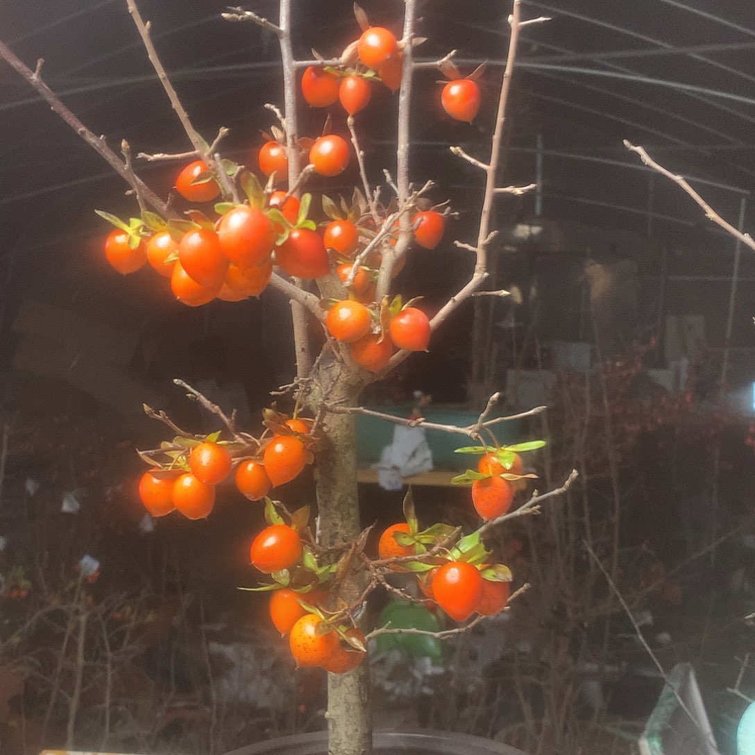 用***6无花朵老鸦的眼睛里