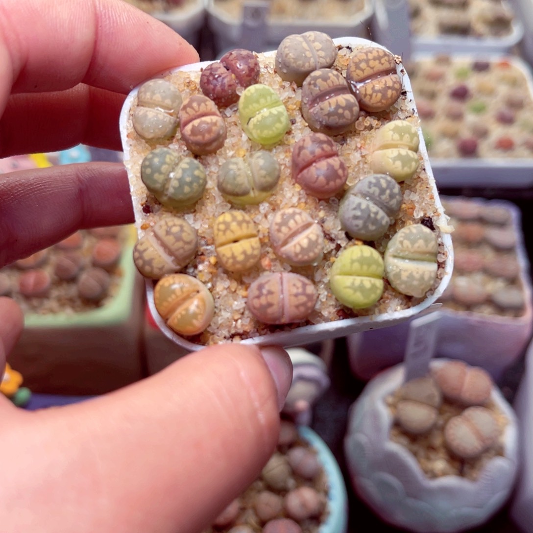 224号带盆包邮发货