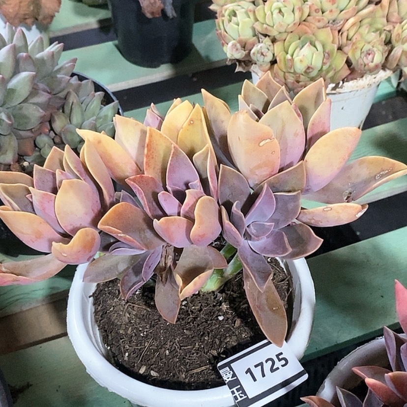 【闪购商品】太妃糖1725