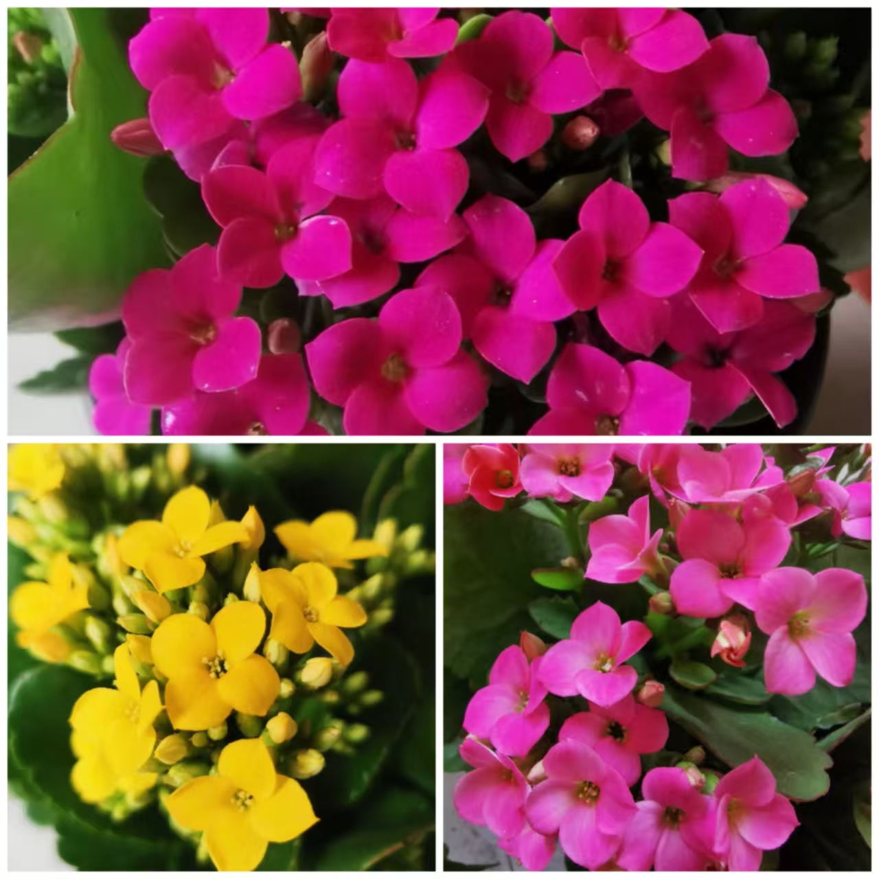 （单瓣三色）紫霞+黄水晶+布拉坦1盆3棵3色原盆原土带花苞发货
