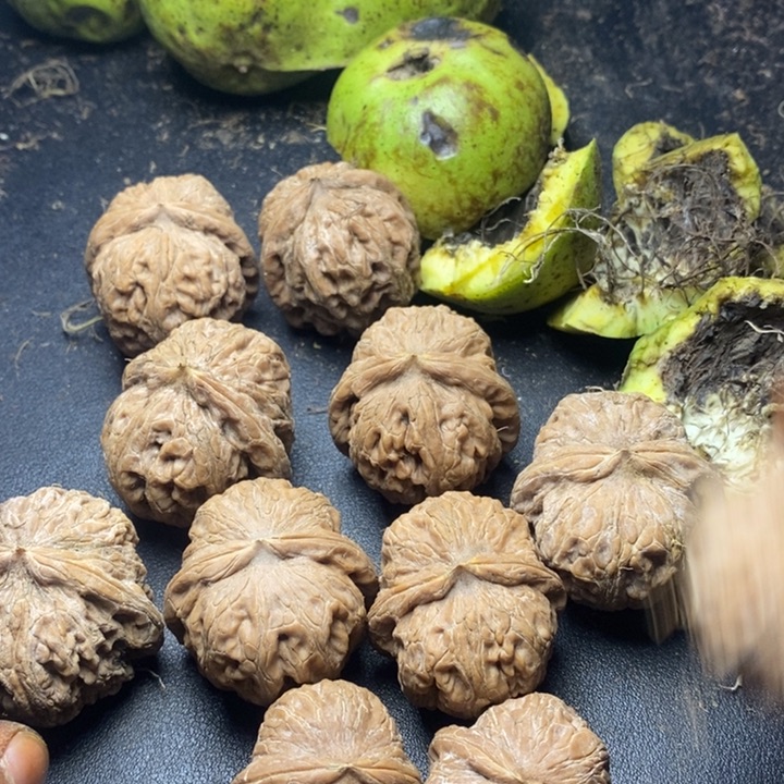 木***s骨质密度绝对没问题