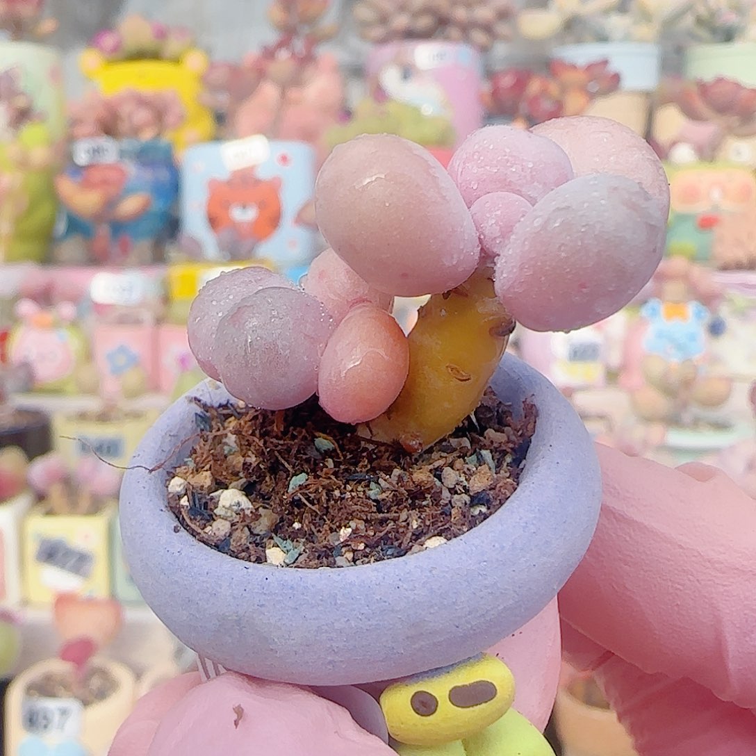 L 双头蛋黄奶 盆口2.5cm