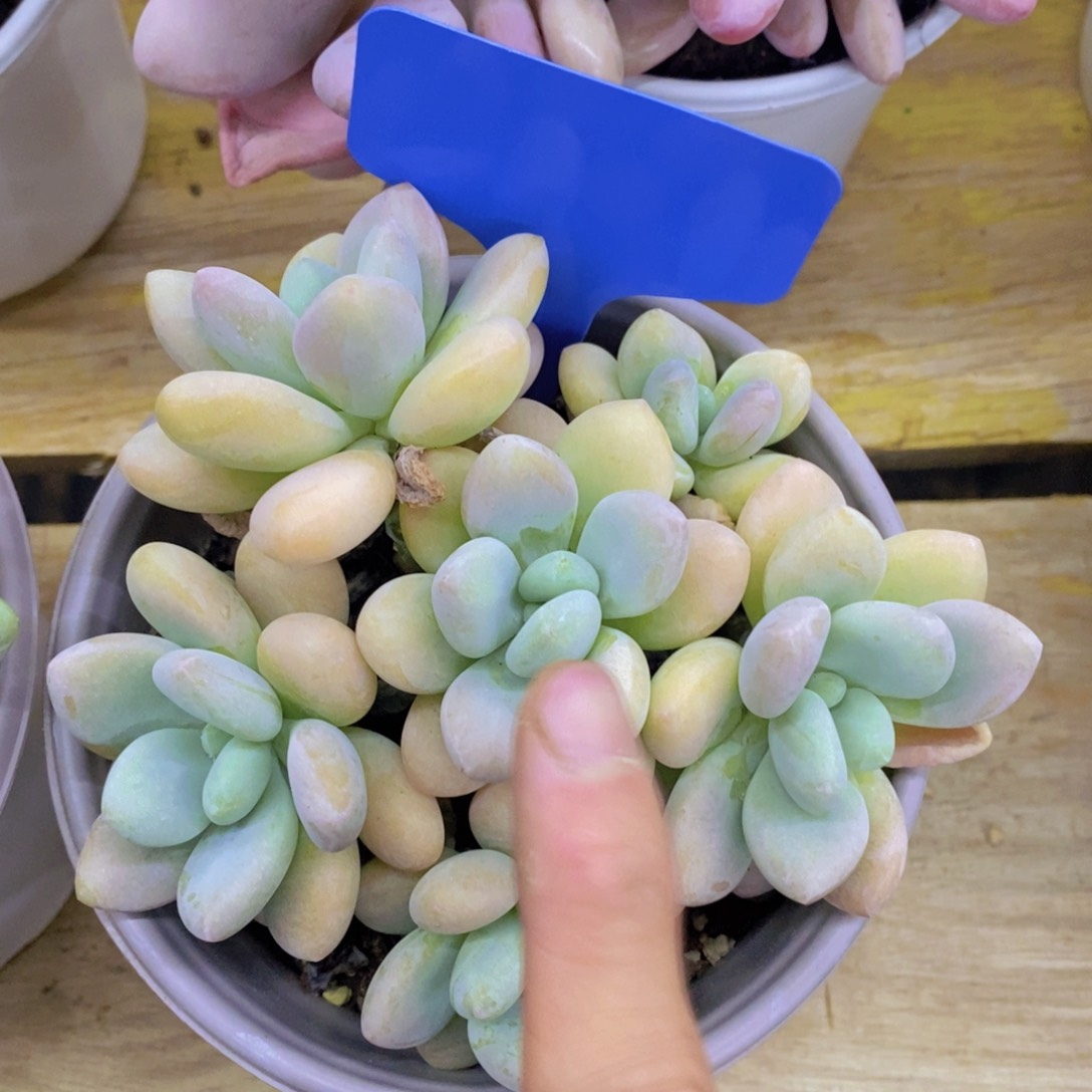 多肉植物，一物一拍，今天一单包邮