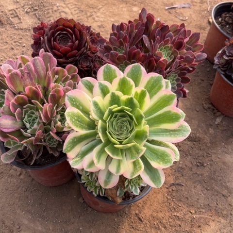 856多肉植物组合