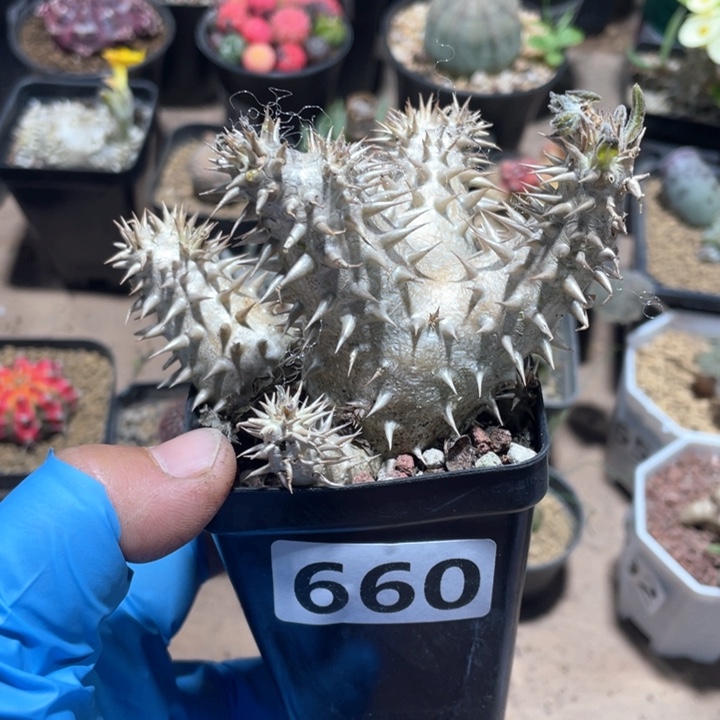 660西巴女王块根