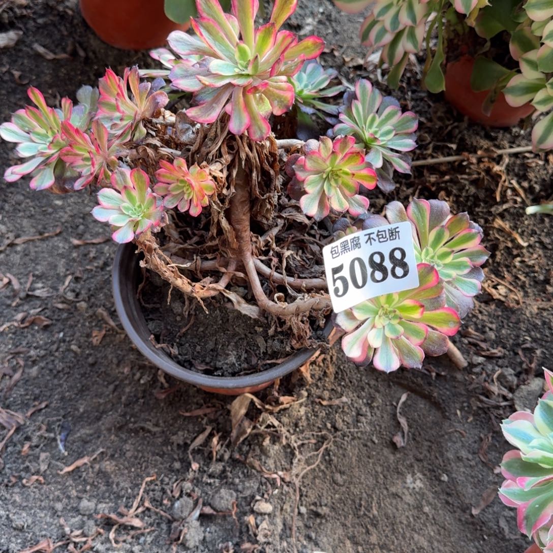 法师美肌5088 19-27