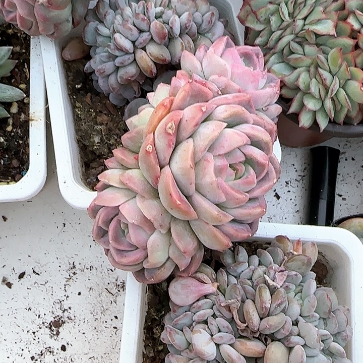 玫*?青蛙王子儿童牙膏11