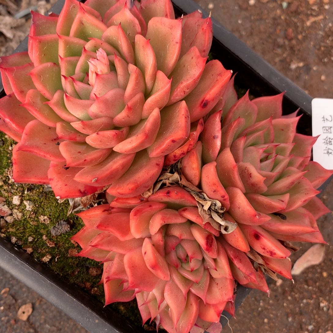 3990杂交多肉老桩