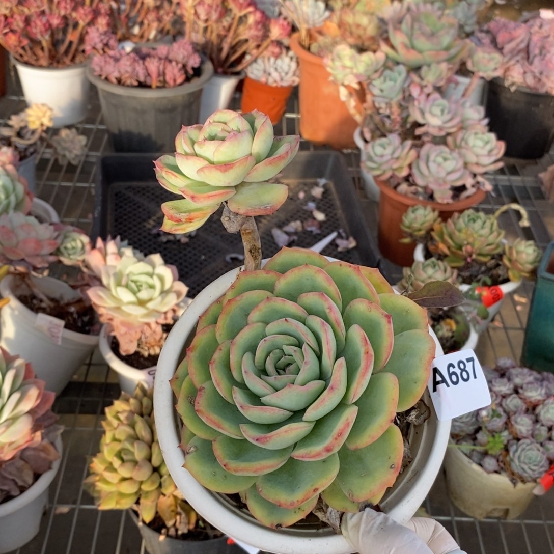 ᨳ***ᐝ687晨露老桩一物一拍