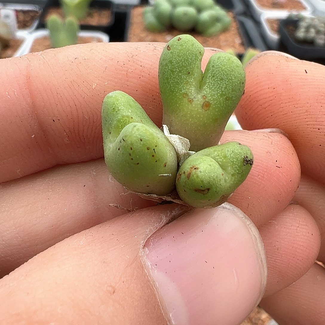 不知名杂交 多肉肉锥