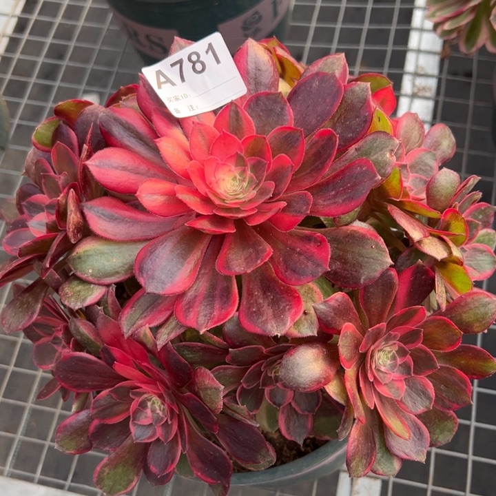 781黑魔锦20厘米左右