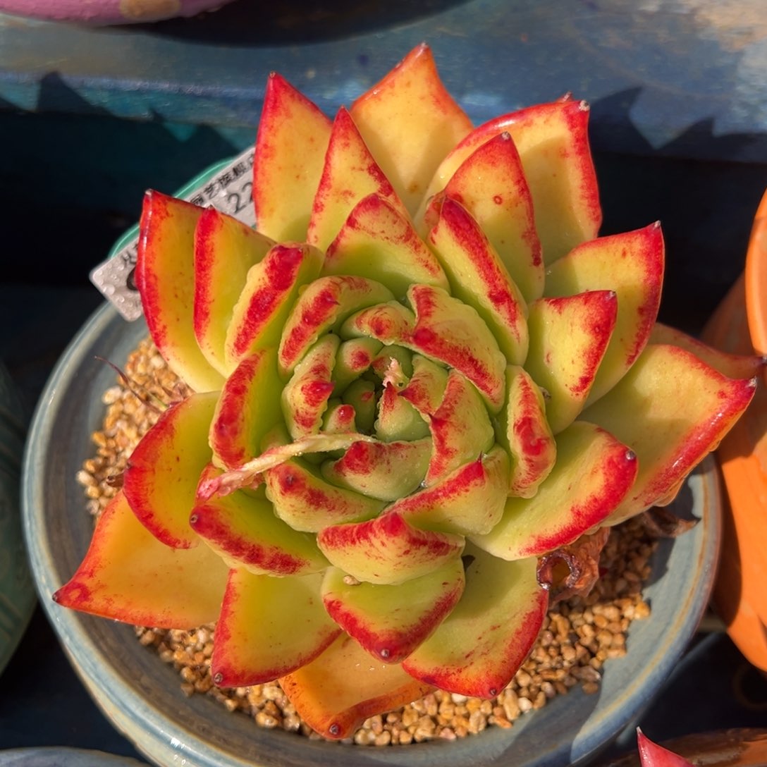 从前慢多肉精选编号0212.229