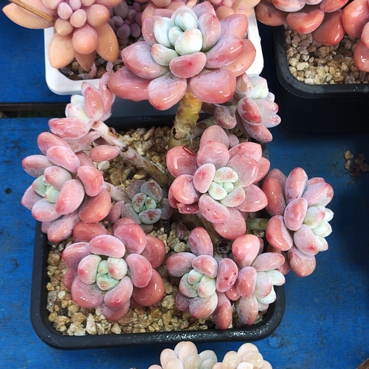 红洛神群多肉植物